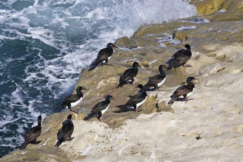 Cormoran de Cuello Negro, Peninsula Valdes, Patago...