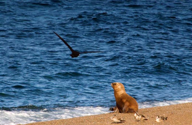 Lobo Marinos en la Playa, Peninsula Valdes, Argent...