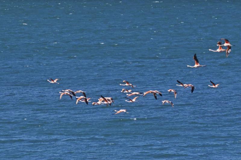 Flamencos Volando, Peninsula Valdes, Patagonia, Ar...