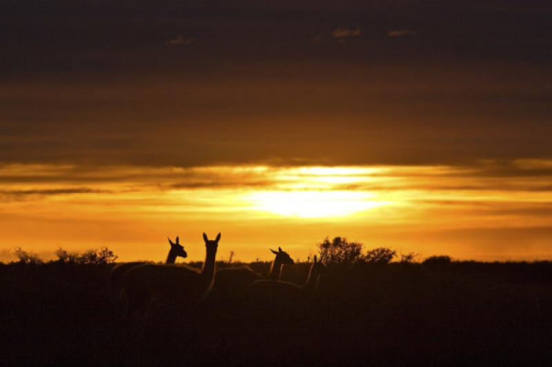 Lama glama, Peninsula Valdes, Patagonia, Argentina...