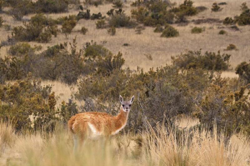 Lama glama, Peninsula Valdes, Patagonia, Argentina...