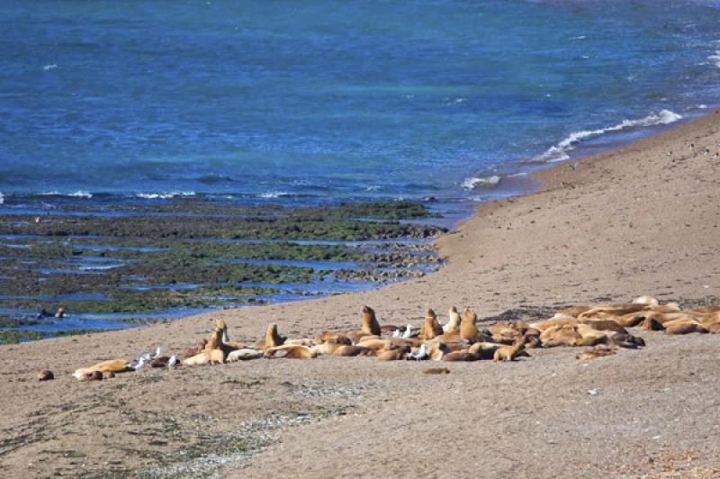 Leones Marinos, Peninsula Valdes, Patagonia, Argen...