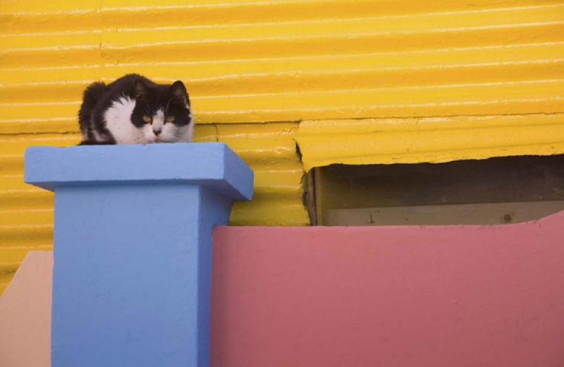 Gato en Caminito, La Boca, Buenos Aires, Argentina...