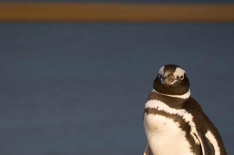 Pingüino de Magallanes, Peninsula Valdes, Argenti...