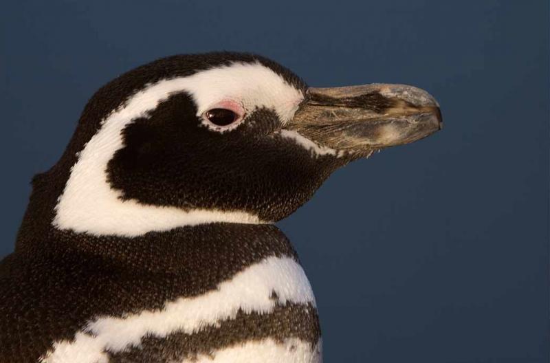 Pingüino de Magallanes, Peninsula Valdes, Argenti...