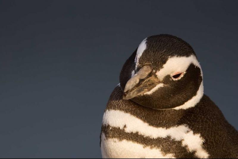 Pingüino de Magallanes, Peninsula Valdes, Argenti...