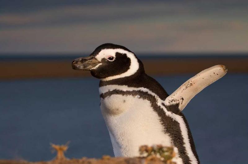 Pingüino de Magallanes, Peninsula Valdes, Argenti...