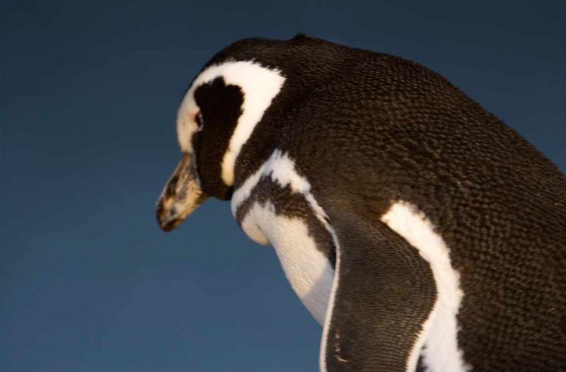 Pingüino de Magallanes, Peninsula Valdes, Argenti...