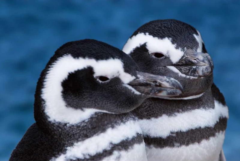 Pingüinos de Magallanes, Peninsula Valdes, Argent...