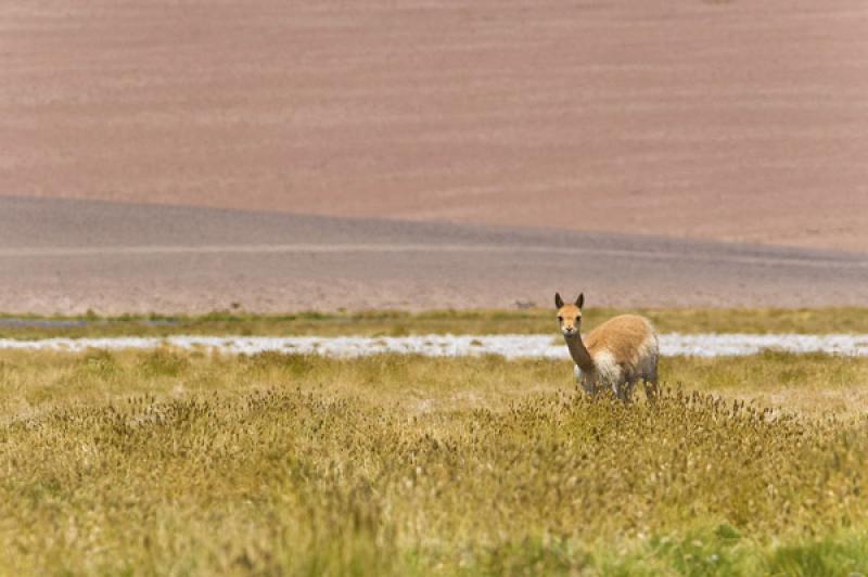 Llama en el Desierto, Caspana, Calama, Antofagasta...