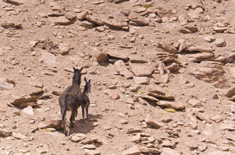 Burros en el Desierto, Caspana, Calama, Antofagast...