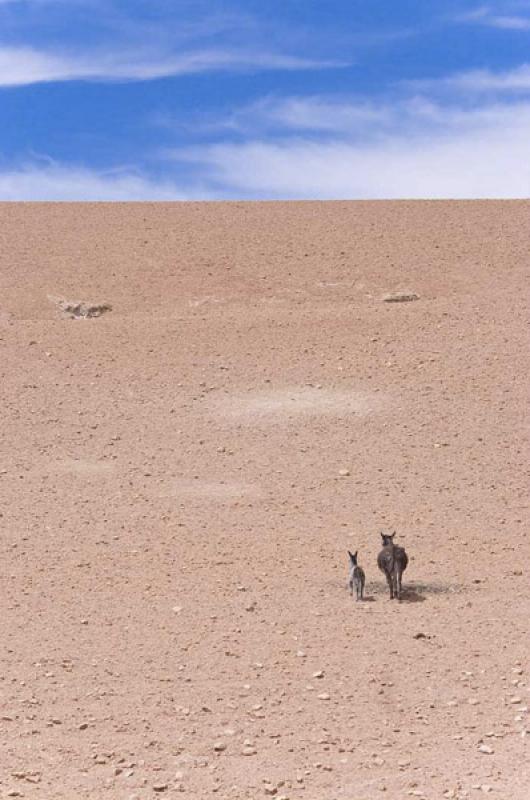 Burros en el Desierto, Caspana, Calama, Antofagast...