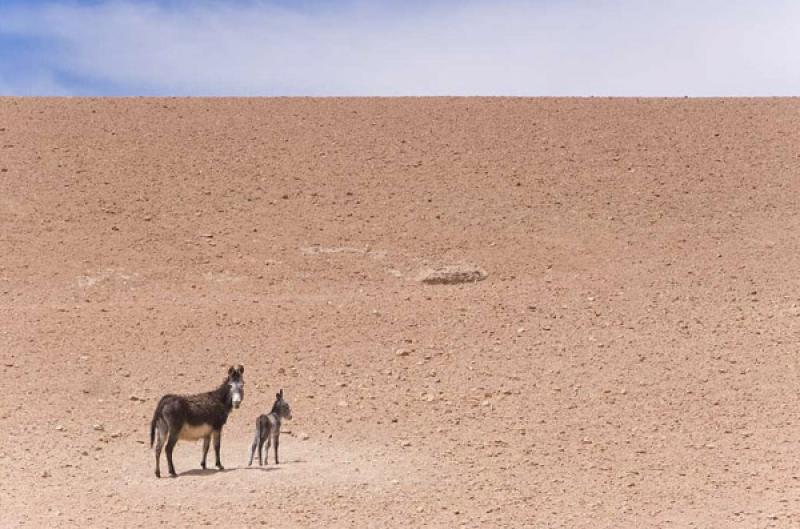 Burros en el Desierto, Caspana, Calama, Antofagast...