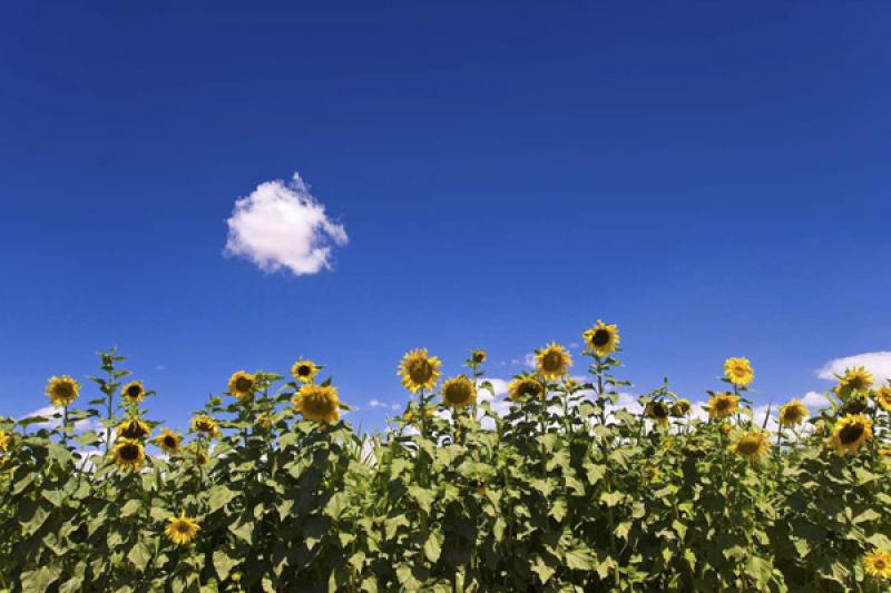 Cultivo de Girasoles, Chiu Chiu, Calama, Antofagas...