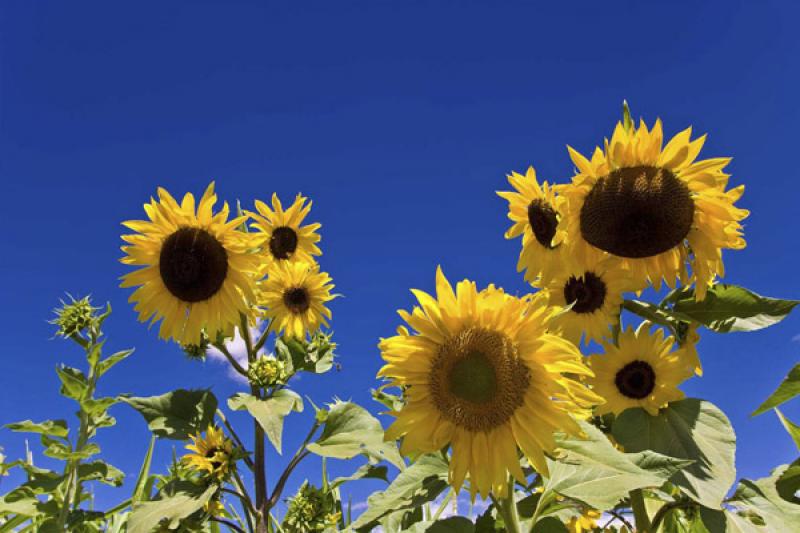 Cultivo de Girasoles, Chiu Chiu, Calama, Antofagas...