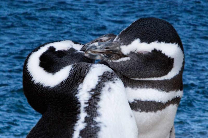 Pingüinos de Magallanes, Peninsula Valdes, Argent...