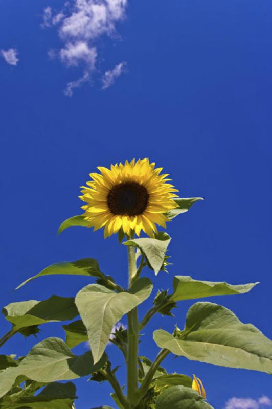 Cultivo de Girasoles, Chiu Chiu, Calama, Antofagas...