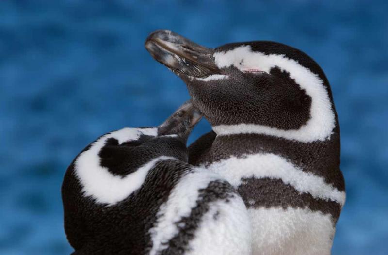 Pingüinos de Magallanes, Peninsula Valdes, Argent...