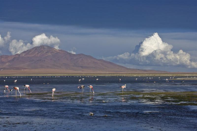 Reserva Nacional Los Flamencos, San Pedro de Ataca...