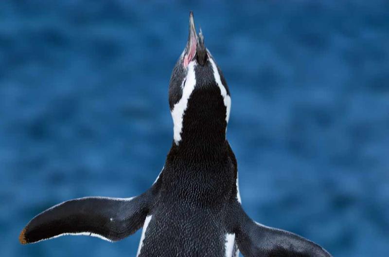 Pingüino de Magallanes, Peninsula Valdes, Argenti...