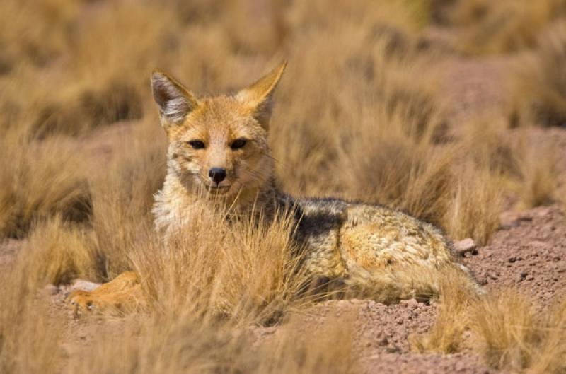 Zorro Gris, San Pedro de Atacama, Antofagasta, Chi...