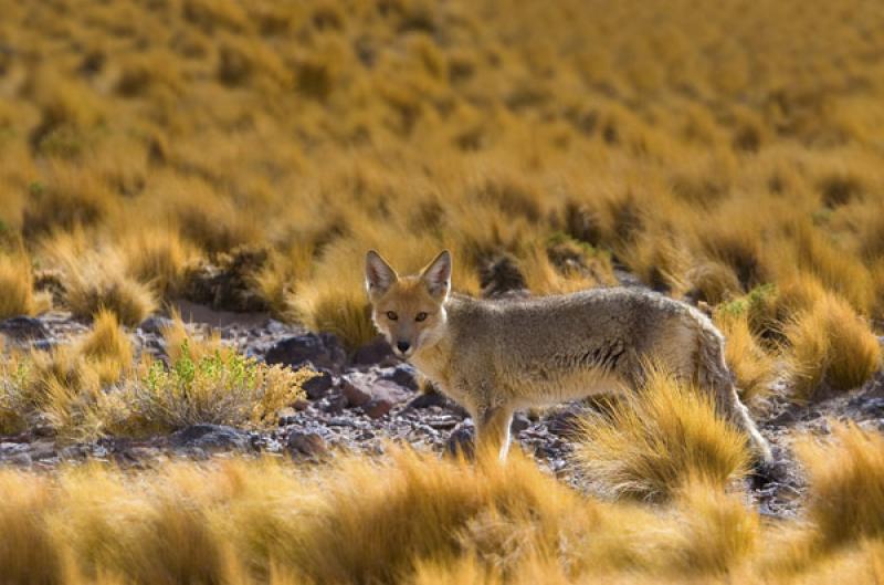 Zorro Gris, San Pedro de Atacama, Antofagasta, Chi...