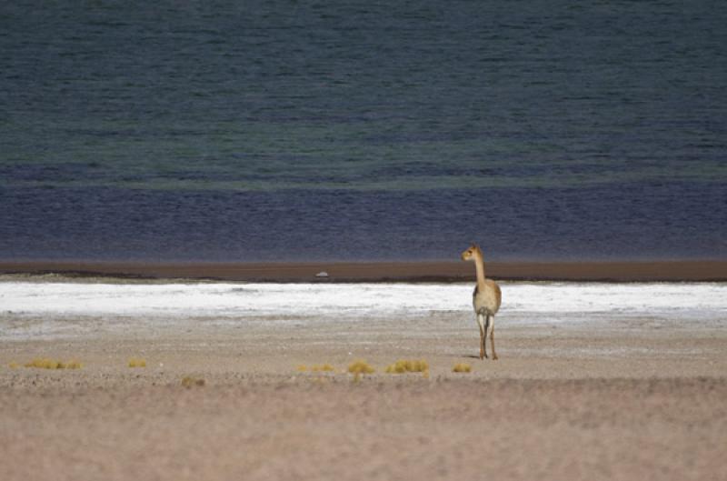 Laguna Miscanti, San Pedro de Atacama, Antofagasta...