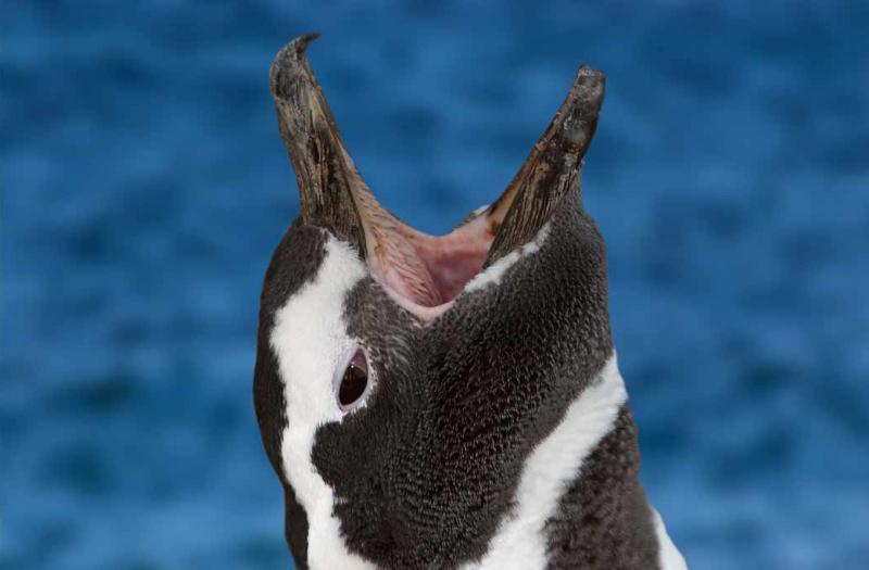 Pingüino de Magallanes, Peninsula Valdes, Argenti...