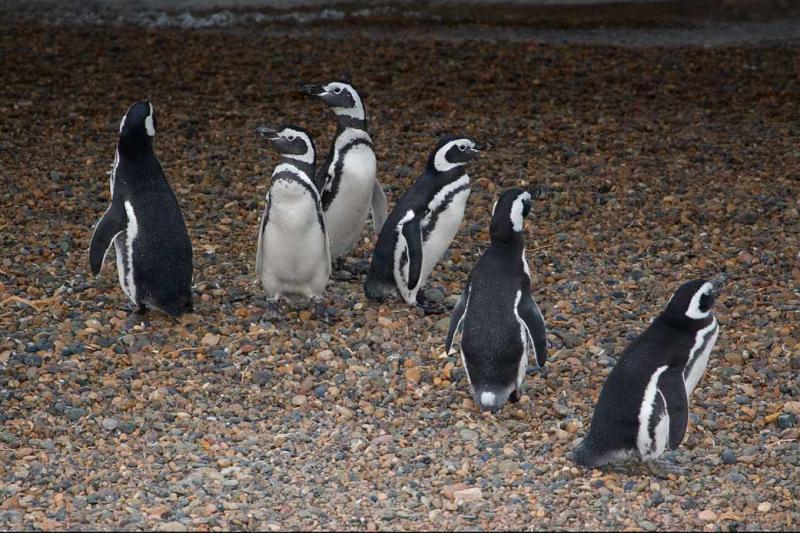 Pingüinos de Magallanes, Peninsula Valdes, Argent...