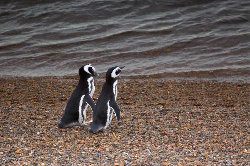 Pingüinos de Magallanes, Peninsula Valdes, Argent...