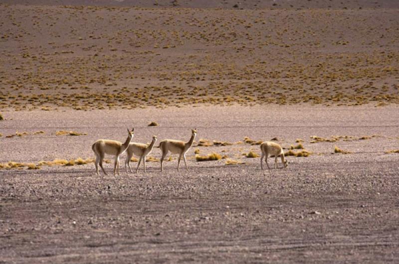 Llamas en el Desierto de Atacama, San Pedro de Ata...