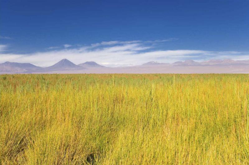 Desierto de Atacama, San Pedro de Atacama, Antofag...