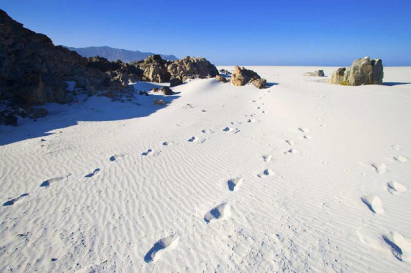 Parque Nacional Pan de Azucar, ChaÃ±aral, Antofa...