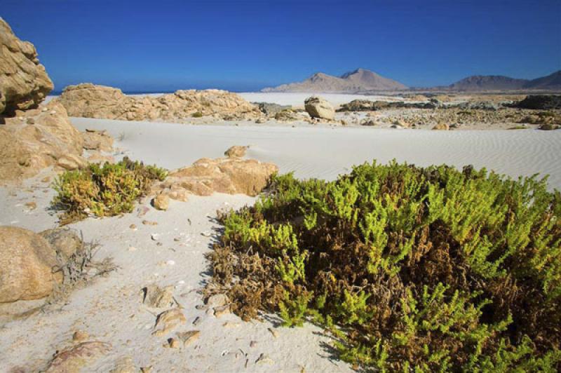 Parque Nacional Pan de Azucar, ChaÃ±aral, Antofa...