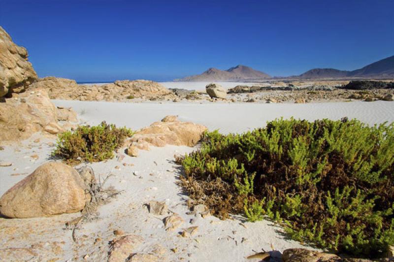 Parque Nacional Pan de Azucar, ChaÃ±aral, Antofa...