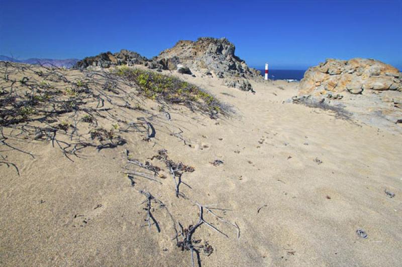 Parque Nacional Pan de Azucar, ChaÃ±aral, Antofa...