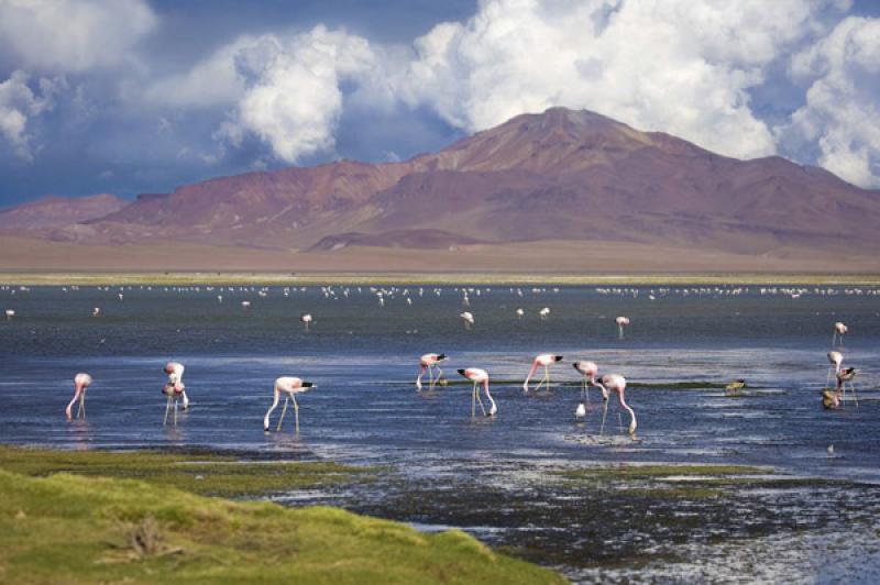 Reserva Nacional Los Flamencos, San Pedro de Ataca...