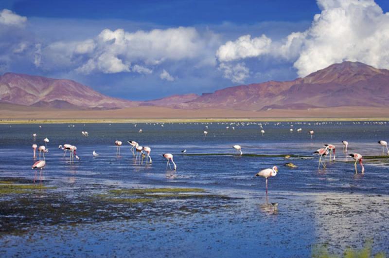 Reserva Nacional Los Flamencos, San Pedro de Ataca...