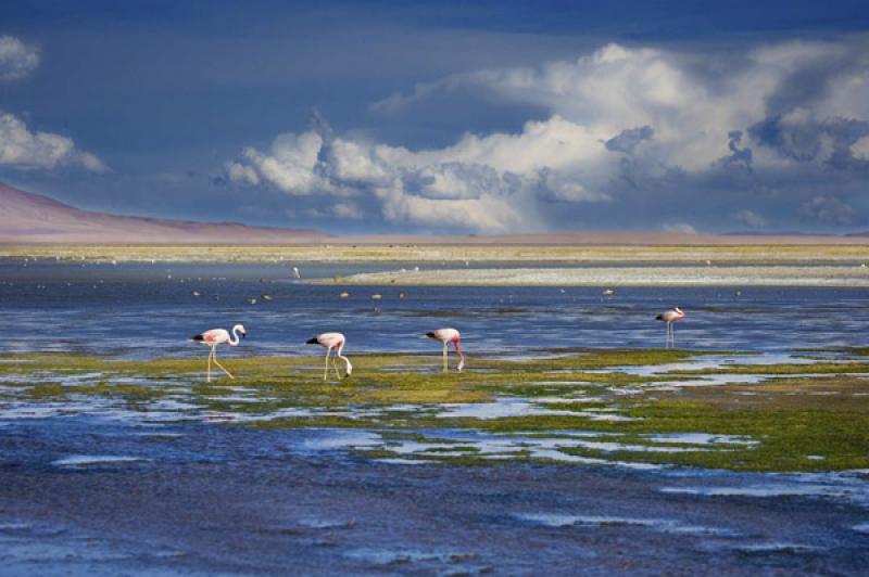 Reserva Nacional Los Flamencos, San Pedro de Ataca...