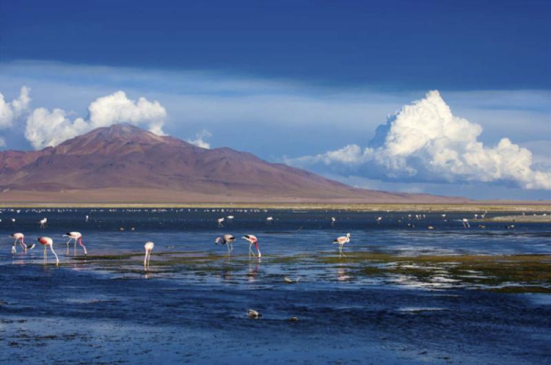 Reserva Nacional Los Flamencos, San Pedro de Ataca...