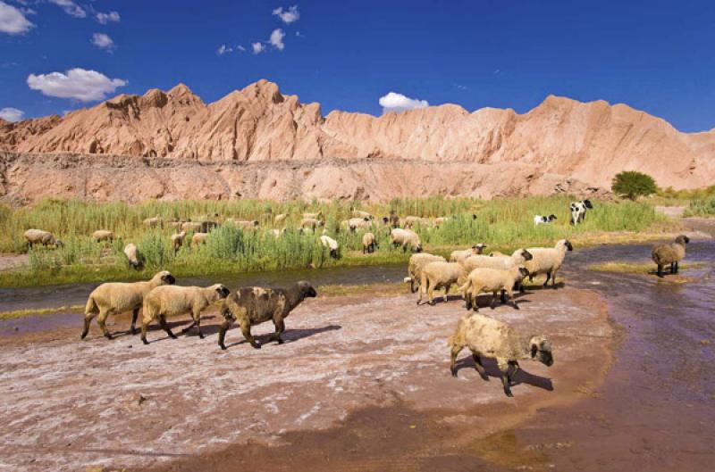 Pukara de Quitor, San Pedro de Atacama, Antofagast...