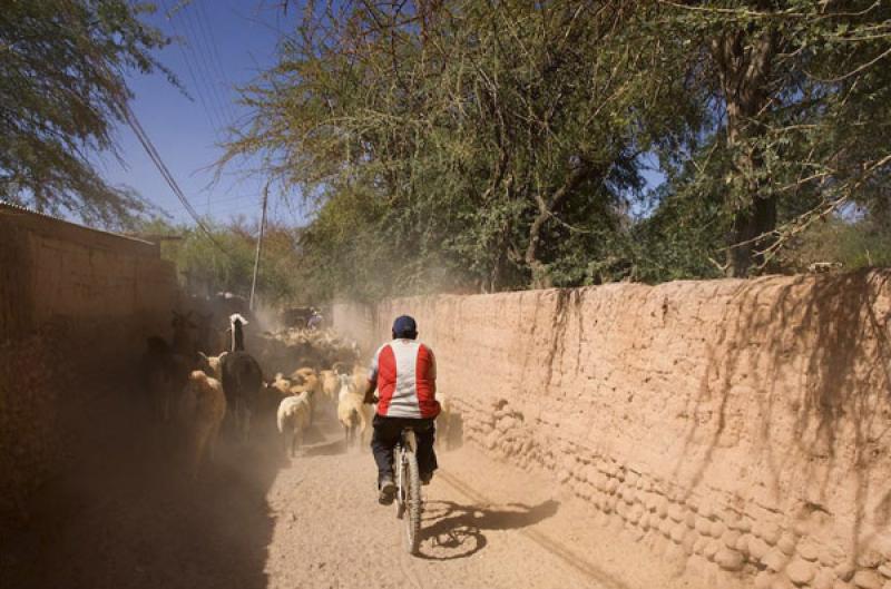 Hombre en Bicicleta, San Pedro de Atacama, Antofag...