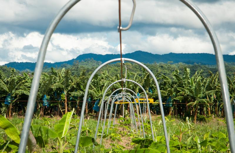 Platanera de Uraba, Antioquia, Colombia