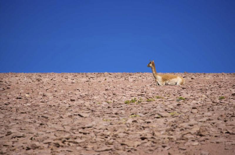 Lama guanicoe, San Pedro de Atacama, Antofagasta, ...