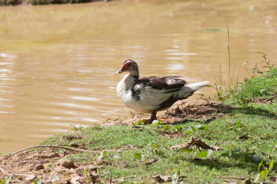 Pato a la orilla de un lago