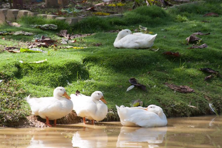 Patos a la Orillla de un Lago