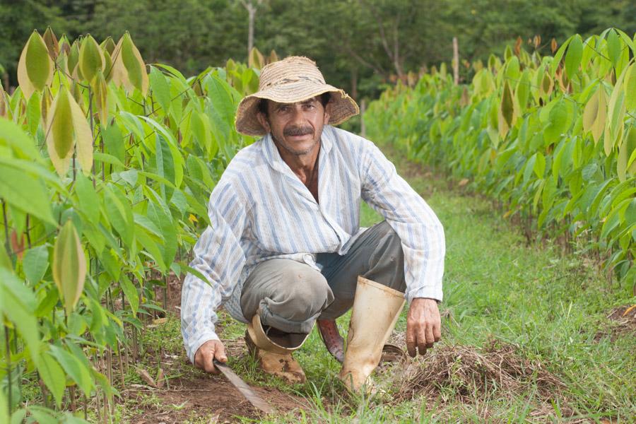 Campesino 