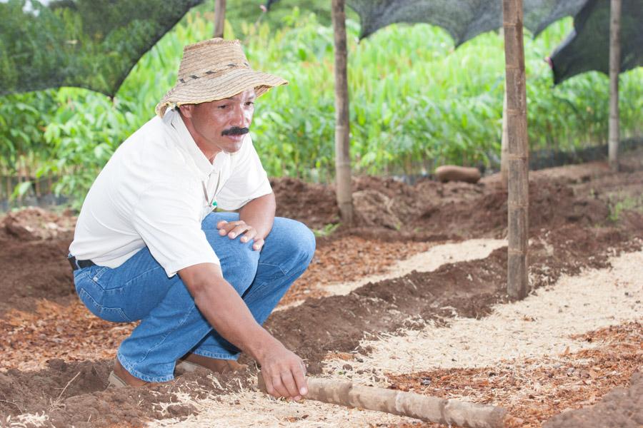 Campesino 