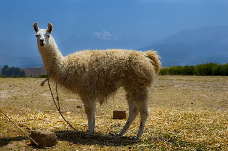 Llama, Peru