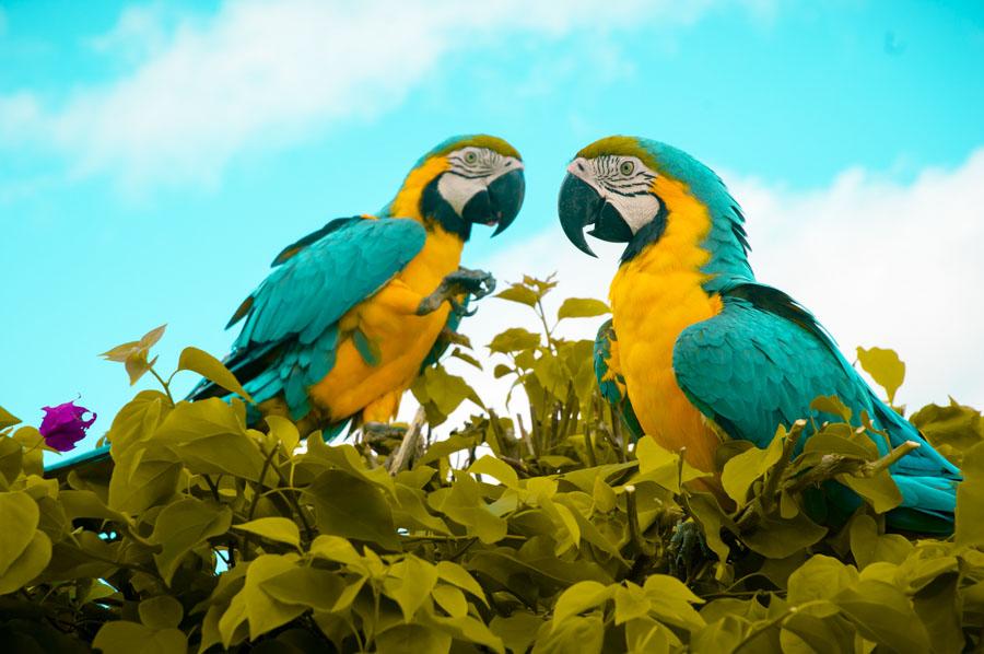 Guacamayas, Amazonas, Colombia